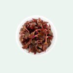 Alternanthera reineckii 'Lila' 'PURPLE', In-Vitro