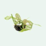 Aponogeton madagascariensis, Bulb