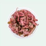 Cryptocoryne spec.'Flamingo' In-Vitro