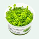 Micranthemum tweediei 'Monte Carlo'