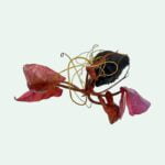 Stoffels Nymphaea lotus ´Red´ (Bulb Only)