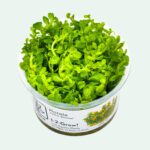 Rotala indica 'Bonsai'