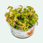Rotala macrandra