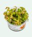 Rotala macrandra 1