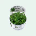 Staurogyne repens