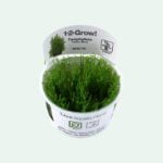 Taxiphyllum alternans 'Taiwan'