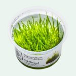 Taxiphyllum barbieri (Bogor moss)