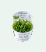 Tropica Taxiphyllum 'Flame' - Image 3