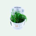 Tropica Blyxa japonica