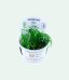 Tropica Blyxa japonica 1