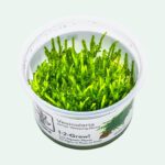 Vesicularia ferriei 'Weeping'