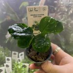 Anubias barteri ´Coin Leaf´