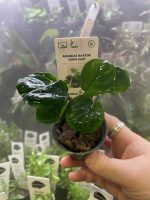 Anubias barteri ´Coin Leaf´