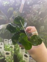 Anubias barteri ´Coin Leaf´ - Image 2