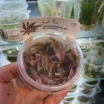 Cryptocoryne spec.'Flamingo' In-Vitro
