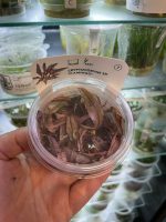 Cryptocoryne spec.'Flamingo' In-Vitro