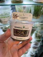 Cryptocoryne spec.'Flamingo' In-Vitro - Image 2