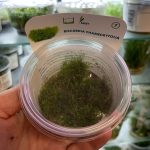 Riccardia chamedryfolia, In-Vitro