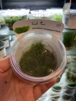 Riccardia chamedryfolia, In-Vitro