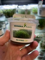 Riccardia chamedryfolia, In-Vitro - Image 3