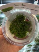 Riccardia chamedryfolia, In-Vitro - Image 2