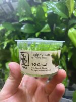 Tropica Taxiphyllum 'Flame'