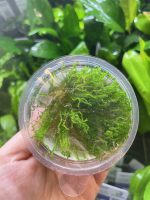 Tropica Taxiphyllum 'Flame' - Image 2