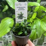 Bucephalandra pygmaea 'Bukit Kelam'