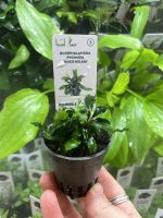 Bucephalandra pygmaea 'Bukit Kelam'