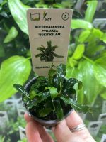 Bucephalandra pygmaea 'Bukit Kelam' - Image 2