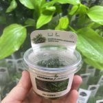 Bucephalandra micrantha ‘Needle Leaf‘, In-Vitro