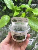 Bucephalandra micrantha ‘Needle Leaf‘, In-Vitro