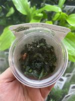 Bucephalandra micrantha ‘Needle Leaf‘, In-Vitro - Image 2