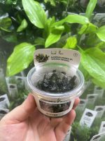 Bucephalandra spec. ´Serimbu Brown´, In-Vitro
