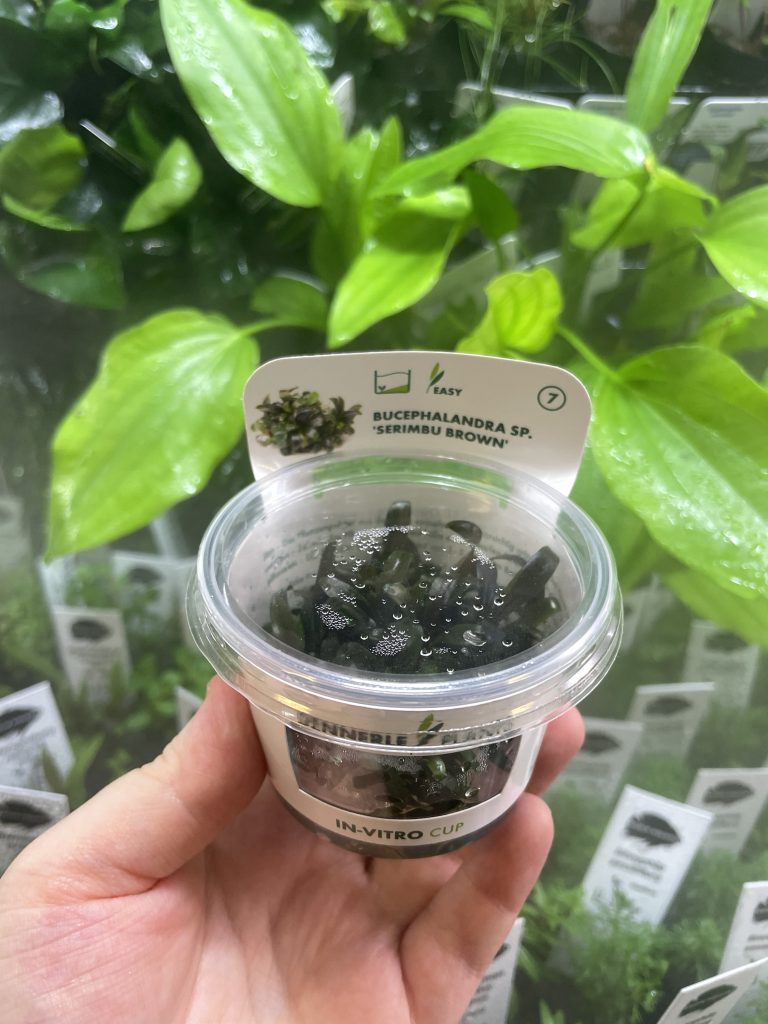 Bucephalandra spec. ´Serimbu Brown´, In-Vitro | Aqua Atlantis