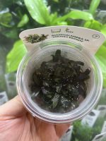 Bucephalandra spec. ´Serimbu Brown´, In-Vitro - Image 2