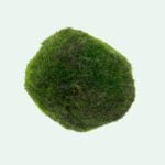 Aegagropila linnaei 'Moss Balls'