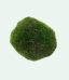 marimo moss ball