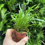 Tropica Microsorum pteropus 'Trident'