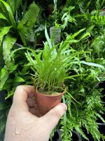 Tropica Microsorum pteropus 'Trident'