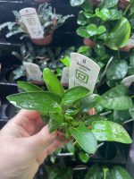 Tropica Anubias gracilis - Image 3