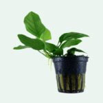 Anubias Barteri var. nana