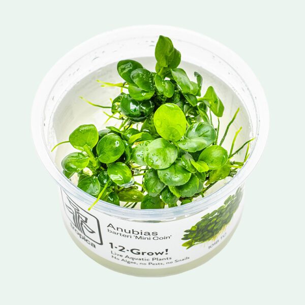 Anubias Mini Coin