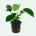 Anubias barteri var. caladiifolia