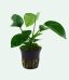 Anubias barteri var. caladiifolia 1