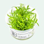 Cryptocoryne Parva