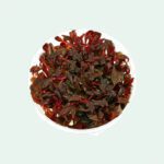 Alternanthera reineckii 'Mini', In-Vitro