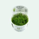 Eleocharis Aciculares