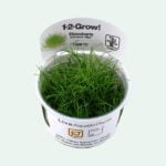 Eleocharis Acicularis Mini