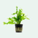 Microsorum Pteropus 'Windelov'